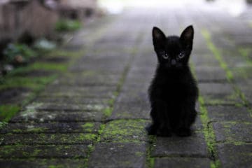 black cat superstition