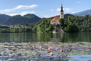 bled lake water lillies